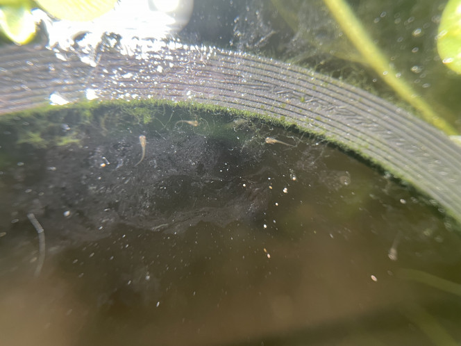 J’ai compté au moins 6 alevins betta smaragdina dans le bac 