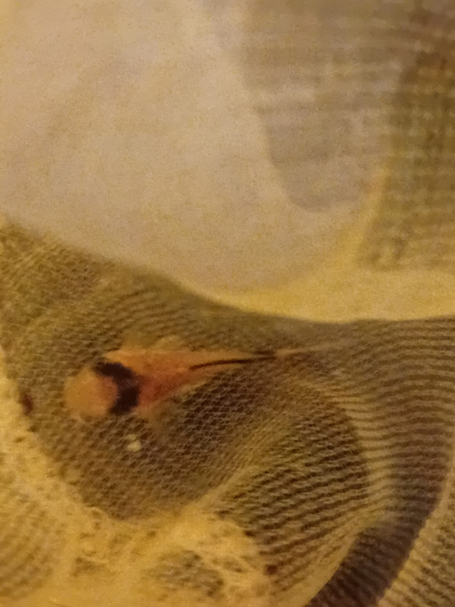 Photographie du post de vv091v 