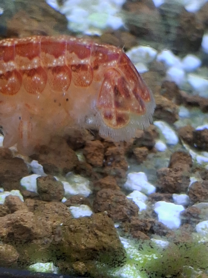 Photographie du post de PORTELLI 