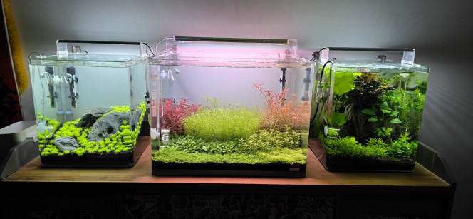 70l hollandais Petite taille dans le 70 L pour que toutes les plantes profitent bien de la lumière. En fin de semaine, j’augmenterai légèrement la puissance, progressivement ?