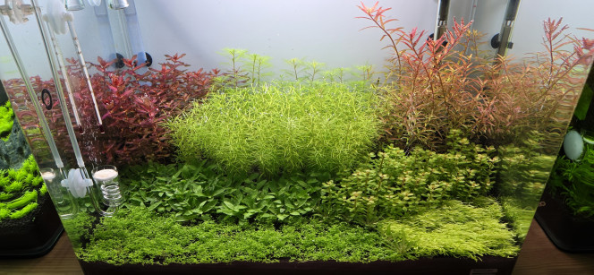 70l hollandais Petite taille dans le 70 L pour que toutes les plantes profitent bien de la lumière. En fin de semaine, j’augmenterai légèrement la puissance, progressivement ?