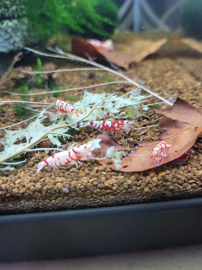 Photographie du post de Tedd80 