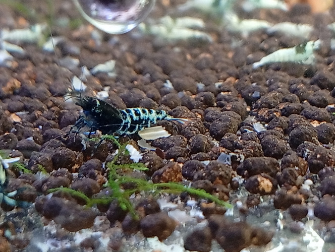 Photographie du post de Gaspard.vend 