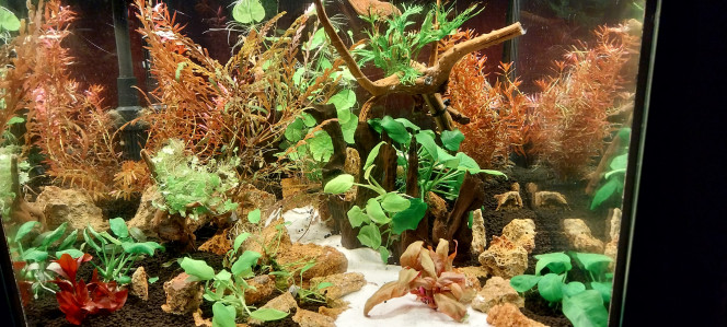 Photographie du post de STK54 