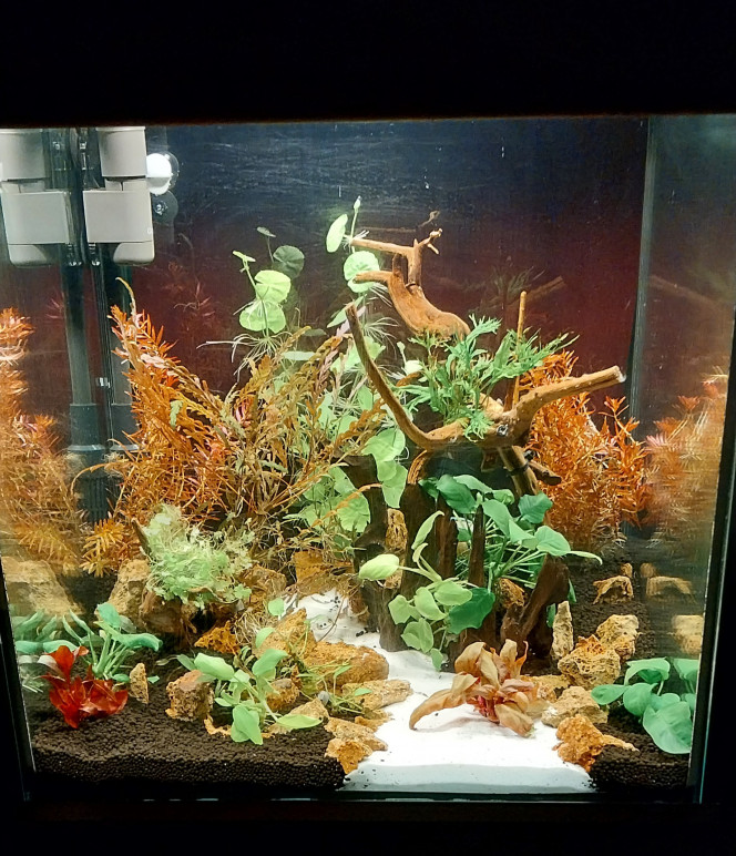 Photographie du post de STK54 