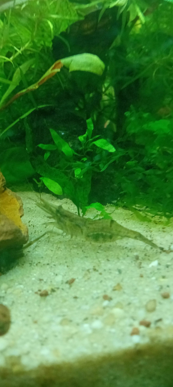 Photographie du post de Lalisa_2 