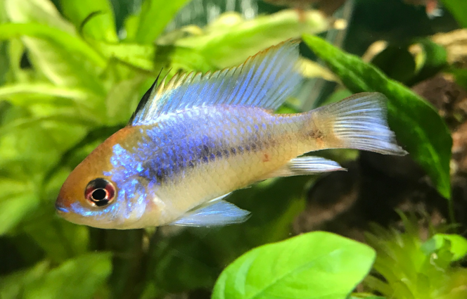 ramirezi femelle ? Quelqu'un·e a un avis ? On verra.... Pas de 3ème rayon proéminent, front pas bombé...
En tous cas, je ne le trouve pas en très bon état.... Comme l'impression d'une blessure (écaille qui semble un peu soulevée et qui forme une petite tâche rosée en haut du début de la nageoire anale juste sous la ligne latérale) et idem juste avant la caudale, sous la ligne latérale.
Raison de m'inquiéter ?
Que faire ?