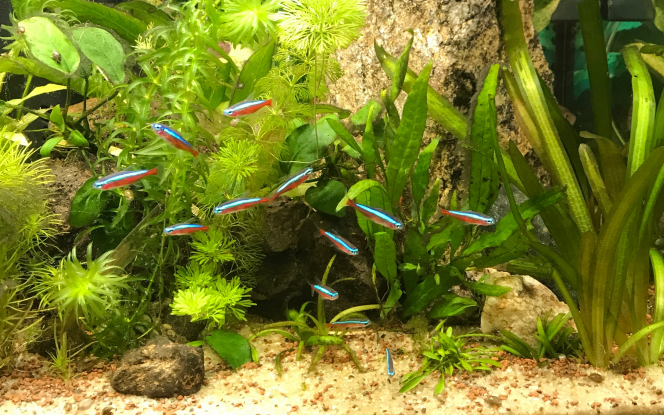 En fait, ils sont 13 