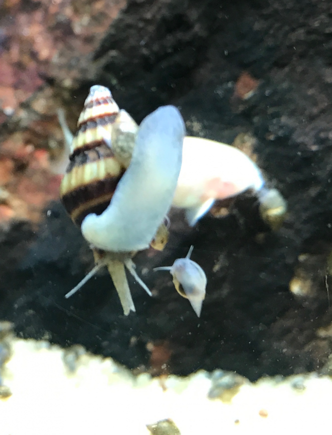 escargot killer Oui, bon, c'est pas un tigre non plus. 
Et au moment où je les ai introduits, les physes se sont bien amusées à lui grimper dessus... 
C'était il y a 3 semaines. Je ne les ai jamais vus à l'action, mais force est de constater que la population de physes a baissé....