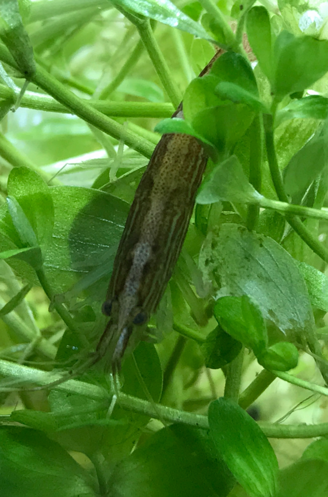 Crevette bambou C'est pas la plus fun des crevettes que j'ai eues (elles se cachent et jouent peu des mandibules, sont souvent très proche de la surface... voire dans le filtre....). 
Mais bon, elles me prennent pas mal de temps... à les chercher, les compter (je pense qu'il y en a une de moins que lors de leur introduction... il y a 3 semaines.