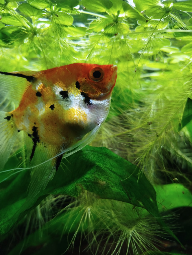 Photographie du post de Nicolas44 