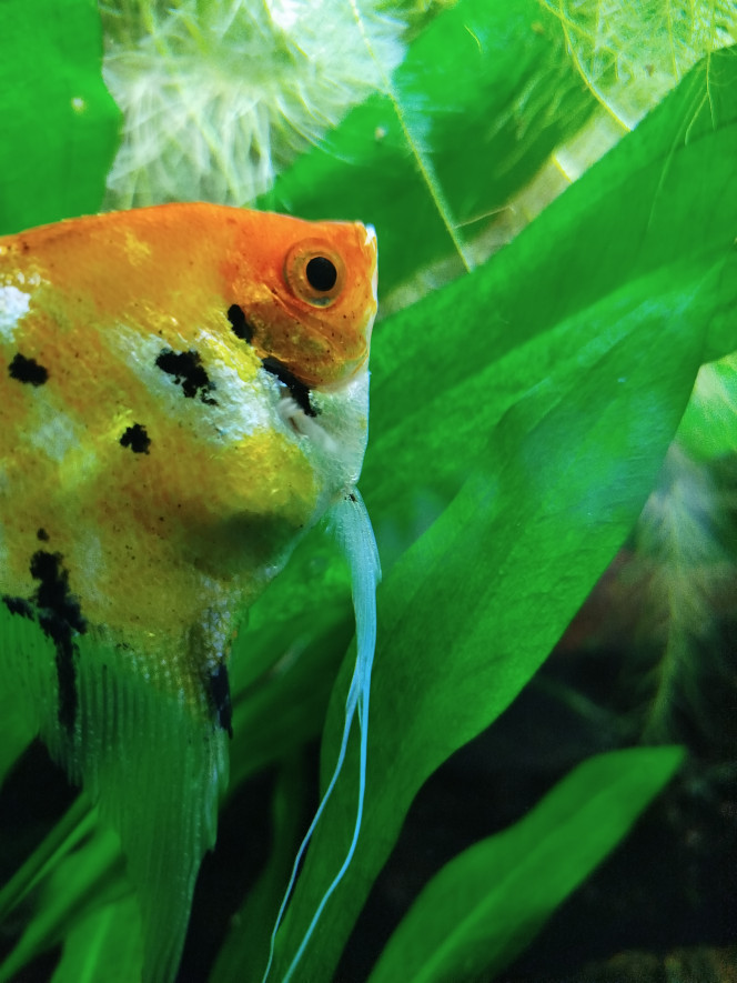 Photographie du post de Nicolas44 