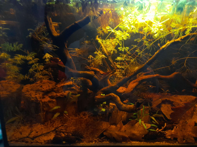  Photos de la mise en eau (14 décembre 2025) jusqu'au 22 février 2026