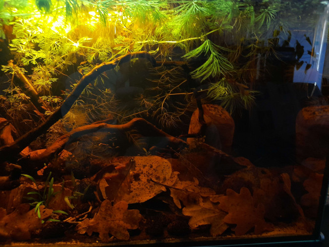  Photos de la mise en eau (14 décembre 2025) jusqu'au 22 février 2026