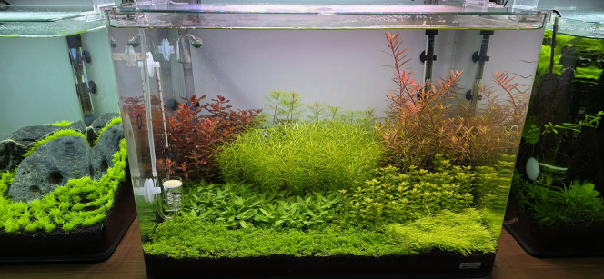 70l hollandais Voilà aujourd’hui c’est le grand jour pour ce 70 litres, je vais donc faire un résumé de son premier mois. Pour le moment tout se passe bien, j’aurais dû faire un rééquilibrage au 24e jour mais malheureusement je n’ai pas eu le temps, je le fais donc maintenant, en réalité ça fait déjà trois jours que j’ai commencé ce rééquilibrage. Mes paramètres actuels sont un pH stable à 6,6, un GH à 6, un KH à 0 et c’est là que ça se complique un peu, les NO2 sont à 0 ce qui est normal, les NO3 sont à 5 ce qui est trop bas pour un bac hollandais et les PO4 sont à 0,1 donc également trop bas. Mais pas de panique car c’est totalement logique, je n’ai pas de poissons dans l’aquarium donc pas de pollution naturelle et donc pas de production de nitrates, et comme le Profito ne contient ni NO3 ni PO4 je n’apporte aucun macro-élément par la fertilisation, normalement ce sont les poissons et l’eau du robinet qui apportent ces nutriments or je n’ai ni l’un ni l’autre. Alors pourquoi ne pas en avoir ajouté dès le début, c’est très simple, le sol technique est très riche lorsqu’il est jeune et il libère beaucoup d’ammonium au démarrage, ammonium qui se transforme ensuite en NO2 puis en NO3, il n’était donc pas nécessaire d’ajouter des nitrates au début, d’ailleurs au quinzième jour mes tests indiquaient 15 mg/L de NO3, je ne me souviens plus des PO4 mais de toute façon pendant les trois premières semaines ce n’était pas critique. Aujourd’hui le sol commence à s’équilibrer, il relargue moins et les plantes consomment plus que ce que le bac produit naturellement, d’où la baisse des NO3 et PO4, j’ai donc environ une semaine de retard sur le rééquilibrage. Mercredi lors de mon changement d’eau j’ai fait une batterie de tests et constaté que les NO3 et PO4 étaient trop bas, j’ai donc injecté 3 ml de Nitro et 3 ml de Fosfo et je vais refaire exactement la même injection aujourd’hui puis encore dans trois jours jusqu’à dimanche prochain afin de rééquilibrer les NO3 et PO4 en douceur, je pourrais très bien mettre 10 ml de chaque une fois par semaine mais le bac est encore jeune et je ne veux pas provoquer de pic brutal ni jouer au yoyo avec les paramètres au risque de voir apparaître des algues, cette semaine est donc consacrée au rééquilibrage de l’aquarium et si les paramètres reviennent dans une bonne zone et restent stables je commencerai à réfléchir à la future population du bac.