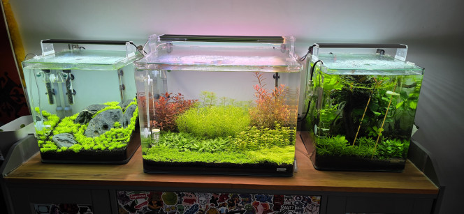 70l hollandais Voilà aujourd’hui c’est le grand jour pour ce 70 litres, je vais donc faire un résumé de son premier mois. Pour le moment tout se passe bien, j’aurais dû faire un rééquilibrage au 24e jour mais malheureusement je n’ai pas eu le temps, je le fais donc maintenant, en réalité ça fait déjà trois jours que j’ai commencé ce rééquilibrage. Mes paramètres actuels sont un pH stable à 6,6, un GH à 6, un KH à 0 et c’est là que ça se complique un peu, les NO2 sont à 0 ce qui est normal, les NO3 sont à 5 ce qui est trop bas pour un bac hollandais et les PO4 sont à 0,1 donc également trop bas. Mais pas de panique car c’est totalement logique, je n’ai pas de poissons dans l’aquarium donc pas de pollution naturelle et donc pas de production de nitrates, et comme le Profito ne contient ni NO3 ni PO4 je n’apporte aucun macro-élément par la fertilisation, normalement ce sont les poissons et l’eau du robinet qui apportent ces nutriments or je n’ai ni l’un ni l’autre. Alors pourquoi ne pas en avoir ajouté dès le début, c’est très simple, le sol technique est très riche lorsqu’il est jeune et il libère beaucoup d’ammonium au démarrage, ammonium qui se transforme ensuite en NO2 puis en NO3, il n’était donc pas nécessaire d’ajouter des nitrates au début, d’ailleurs au quinzième jour mes tests indiquaient 15 mg/L de NO3, je ne me souviens plus des PO4 mais de toute façon pendant les trois premières semaines ce n’était pas critique. Aujourd’hui le sol commence à s’équilibrer, il relargue moins et les plantes consomment plus que ce que le bac produit naturellement, d’où la baisse des NO3 et PO4, j’ai donc environ une semaine de retard sur le rééquilibrage. Mercredi lors de mon changement d’eau j’ai fait une batterie de tests et constaté que les NO3 et PO4 étaient trop bas, j’ai donc injecté 3 ml de Nitro et 3 ml de Fosfo et je vais refaire exactement la même injection aujourd’hui puis encore dans trois jours jusqu’à dimanche prochain afin de rééquilibrer les NO3 et PO4 en douceur, je pourrais très bien mettre 10 ml de chaque une fois par semaine mais le bac est encore jeune et je ne veux pas provoquer de pic brutal ni jouer au yoyo avec les paramètres au risque de voir apparaître des algues, cette semaine est donc consacrée au rééquilibrage de l’aquarium et si les paramètres reviennent dans une bonne zone et restent stables je commencerai à réfléchir à la future population du bac.