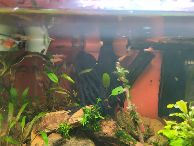 Photographie du post de lolo95 