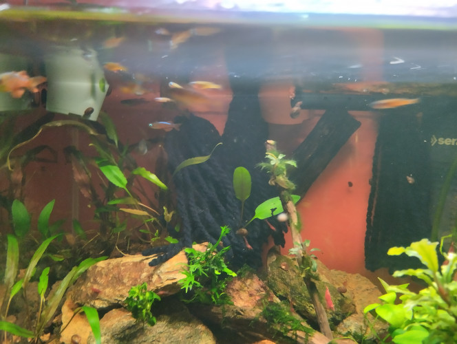 Photographie du post de lolo95 