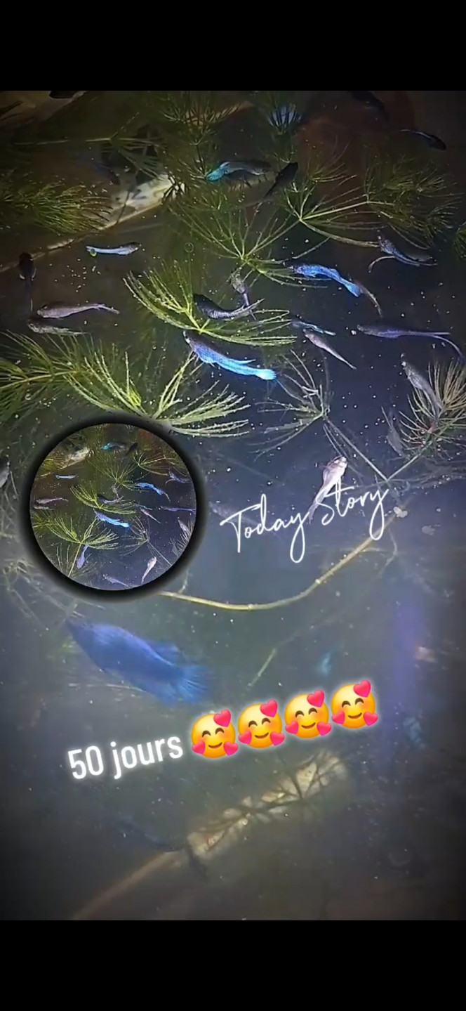 Photographie du post de Betta_dutch60 