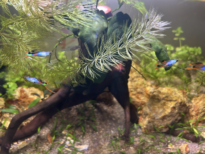 Guppy Endler mâles sélection 1 