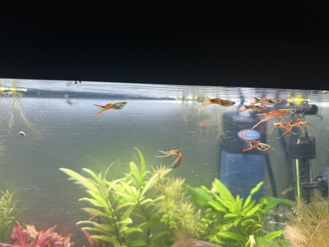 Guppy Endler mâles sélection 2 