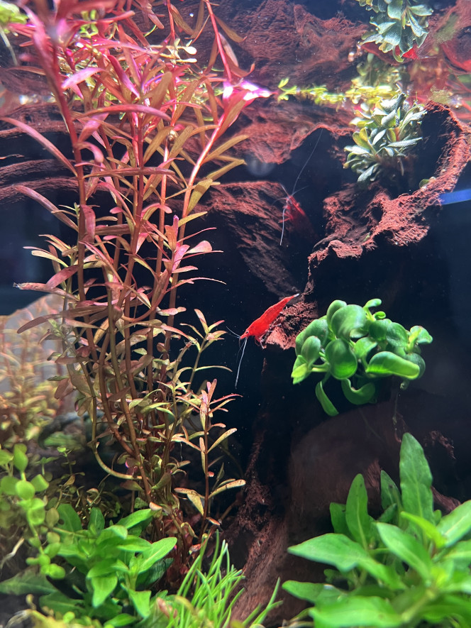 Photographie du post de ThomLA 