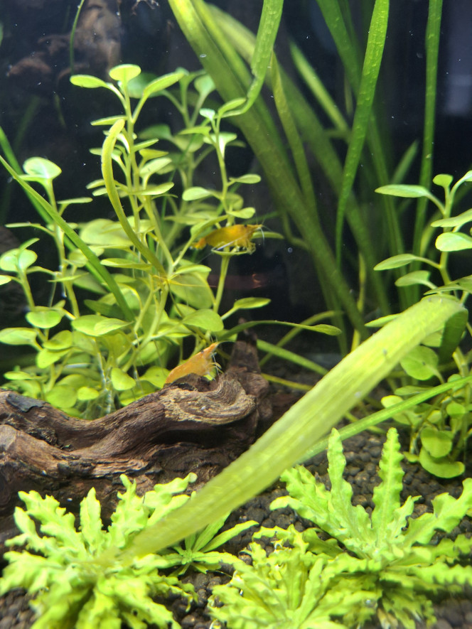  Les néocaridina vadrouillent et les bébés caridina black crystal grandissent.