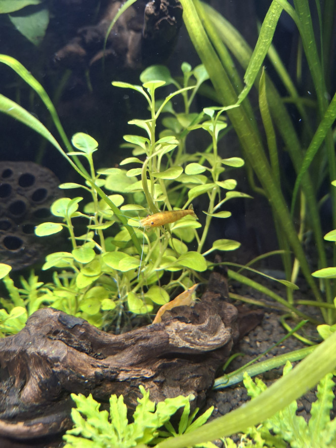  Les néocaridina vadrouillent et les bébés caridina black crystal grandissent.