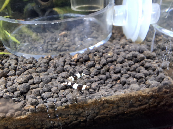  Les néocaridina vadrouillent et les bébés caridina black crystal grandissent.