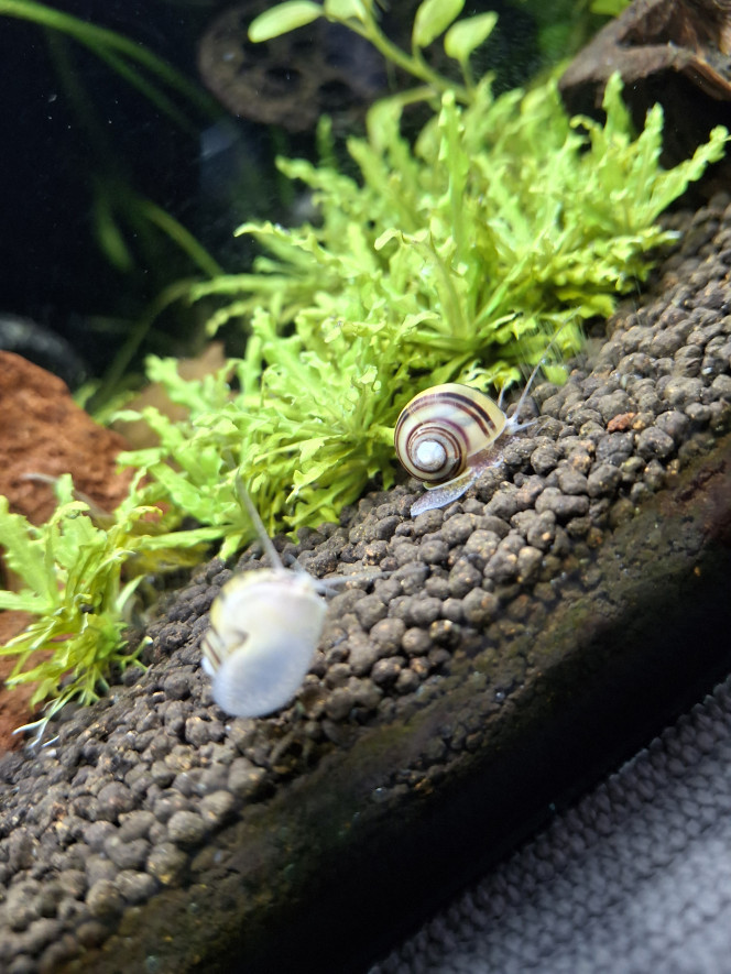  Les néocaridina vadrouillent et les bébés caridina black crystal grandissent.