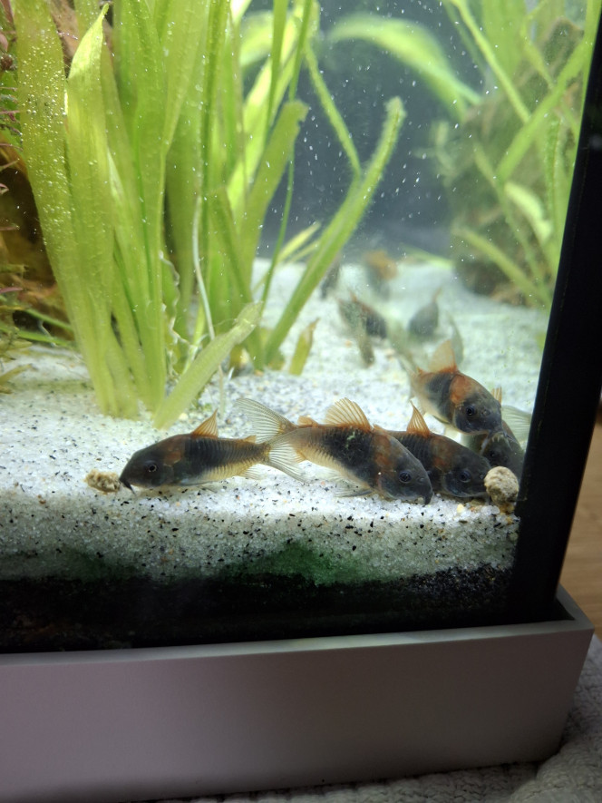  Le réaménagement du bac amazonien avec des espaces plus cloisonnés, grâce à vos conseils, a calmé le jeu entre les 2 apistogramma. 
Le bac est à présent paisible. D'ailleurs tout le monde se côtois, surtout quand ils mangent ;-)   
J'ai par contre un soucis d'algues depuis le début, il faut dire que la bac est sur 3 faces, près d'une fenêtre. J'ai installé 2 stores avec des ventouses pour les jours de forte luminosité et cela se calme un peu. Il faut aussi que les plantes grandissent encore... patience patience...