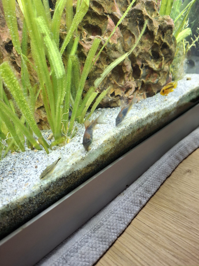  Le réaménagement du bac amazonien avec des espaces plus cloisonnés, grâce à vos conseils, a calmé le jeu entre les 2 apistogramma. 
Le bac est à présent paisible. D'ailleurs tout le monde se côtois, surtout quand ils mangent ;-)   
J'ai par contre un soucis d'algues depuis le début, il faut dire que la bac est sur 3 faces, près d'une fenêtre. J'ai installé 2 stores avec des ventouses pour les jours de forte luminosité et cela se calme un peu. Il faut aussi que les plantes grandissent encore... patience patience...