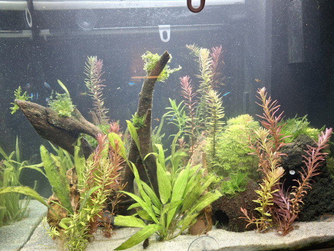  Le réaménagement du bac amazonien avec des espaces plus cloisonnés, grâce à vos conseils, a calmé le jeu entre les 2 apistogramma. 
Le bac est à présent paisible. D'ailleurs tout le monde se côtois, surtout quand ils mangent ;-)   
J'ai par contre un soucis d'algues depuis le début, il faut dire que la bac est sur 3 faces, près d'une fenêtre. J'ai installé 2 stores avec des ventouses pour les jours de forte luminosité et cela se calme un peu. Il faut aussi que les plantes grandissent encore... patience patience...