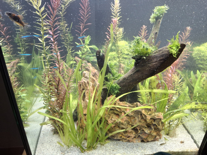  Le réaménagement du bac amazonien avec des espaces plus cloisonnés, grâce à vos conseils, a calmé le jeu entre les 2 apistogramma. 
Le bac est à présent paisible. D'ailleurs tout le monde se côtois, surtout quand ils mangent ;-)   
J'ai par contre un soucis d'algues depuis le début, il faut dire que la bac est sur 3 faces, près d'une fenêtre. J'ai installé 2 stores avec des ventouses pour les jours de forte luminosité et cela se calme un peu. Il faut aussi que les plantes grandissent encore... patience patience...