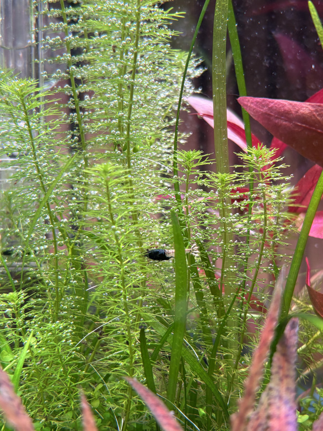 Photographie du post de Olivoliv 