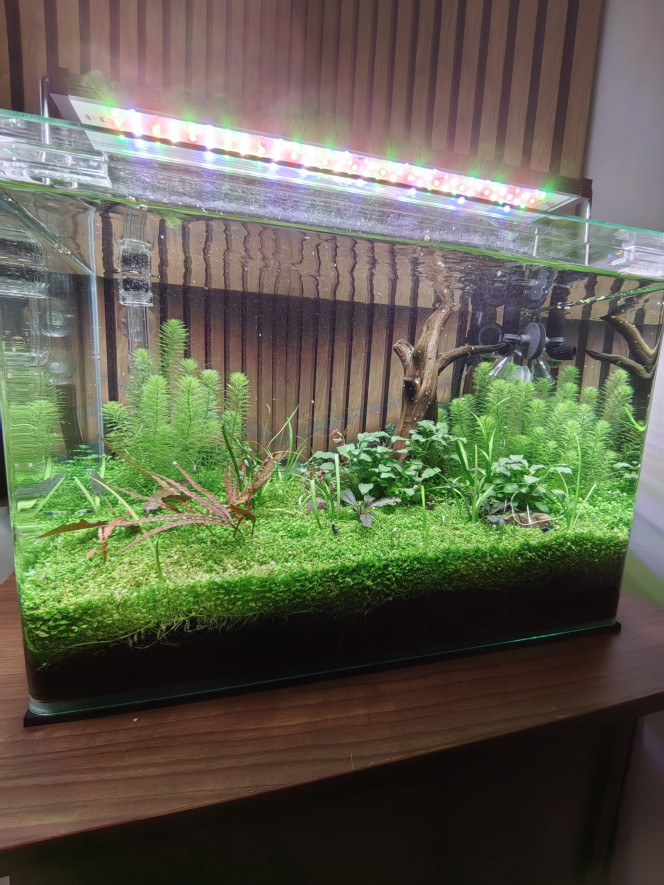 Photographie du post de Olivoliv 