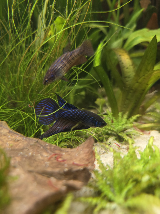  Ajout de 2/3 Betta smaragdina guitar F1