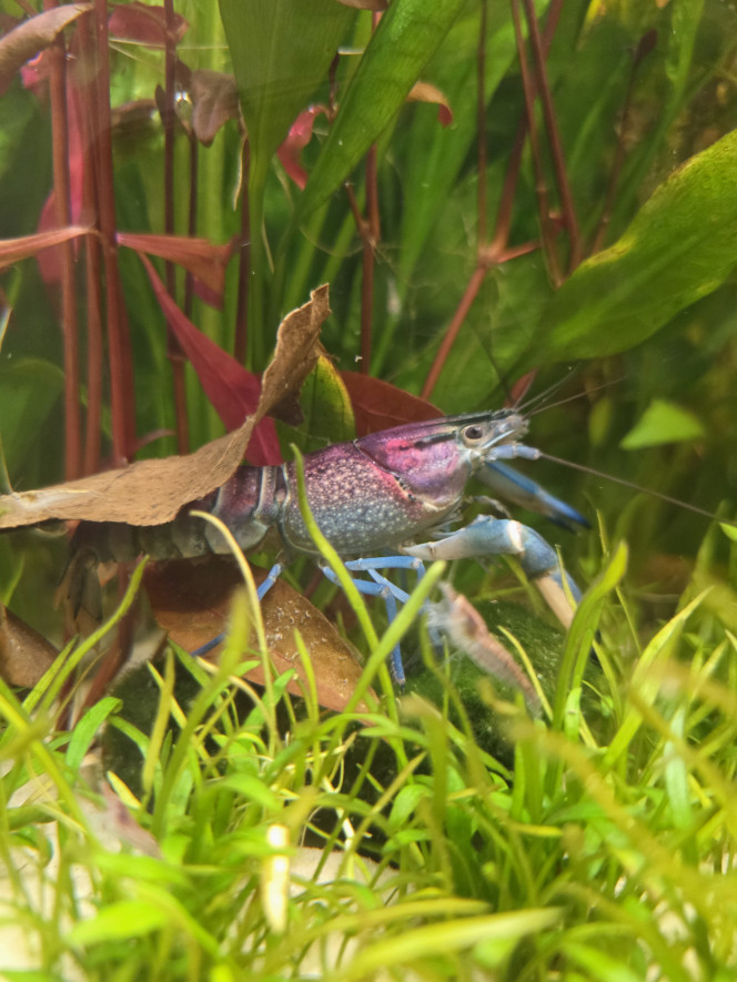  Ajout de 1 coupe d'ecrevisse Charax Pulcher Hoa Creeck