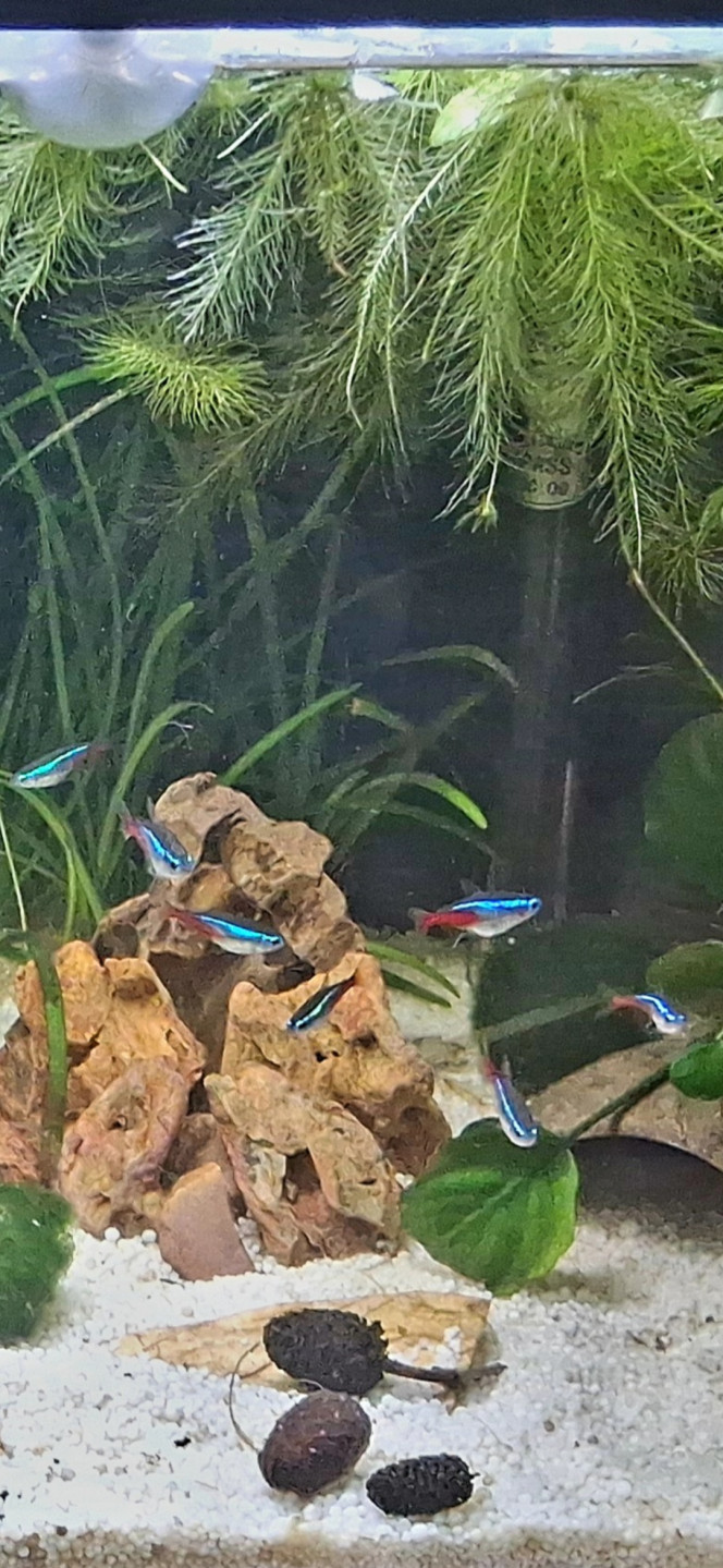 Photographie du post de Betta_dutch60 