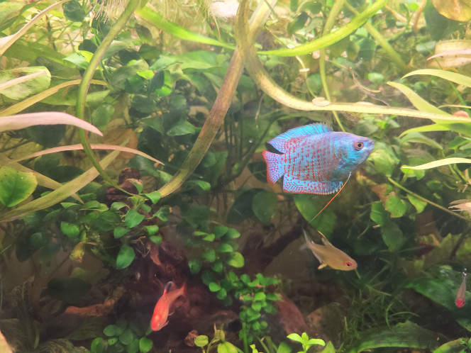 Photographie du post de laurent-galichet 