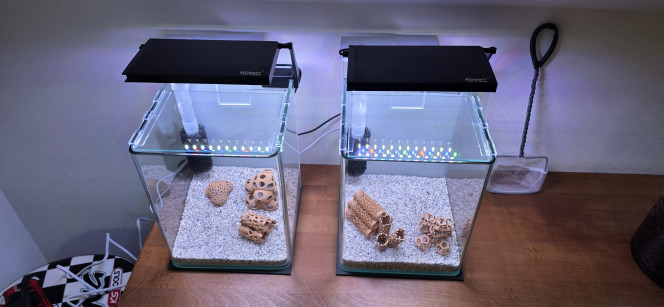 shrimp Park Voilà une petite présentation de ma doublette. Pour le moment, ce ne sont pas encore de beaux aquascapes, car ils vont me servir à trier mes crevettes. J’en ai tellement dans mon 30 litres qu’il va falloir faire une sélection pour garder les meilleures.
J’ai des Neocaridina Hulk, Dark Green et Green Jade, toutes mélangées. Il va donc falloir les trier.
J’ai eu la bonne idée — enfin, pas moi, ma compagne ? — d’acheter deux aquariums de 10 litres. Je lui ai dit : « OK… et le reste ? » ?
J’ai donc envoyé quelques e-mails et j’ai reçu une panoplie chinoise de LED qui ne sont pas dégueulasses, de la marque Hygger. Mon pote commercial m’a dit : « Essaie ça, c’est du chinois mais c’est de la balle. » Je lui ai répondu : « OK ! »
Je suis ensuite allé chercher deux filtres Superfish Hang On Filter 50. Je ne voulais pas d’un filtre minuscule à l’intérieur du bac, alors je me suis dit : un filtre cascade, pourquoi pas ?
En gros, ces deux petits aquariums sont faits de choses que je n’aime pas habituellement. Pourtant, je trouve ça pas mal. Les accessoires pour crevettes à l’intérieur ont été imprimés par mes soins — ça aussi, je déteste — mais c’est provisoire, donc je me suis dit : pourquoi pas ?
Malgré toutes ces choses que je n’aime pas d’habitude, eh bien en fait… je trouve ça plutôt sympa.
Et une fois que j’aurai fini de trier mes crevettes, je vais en faire deux très beaux aquascapes, sans aucun poisson ??