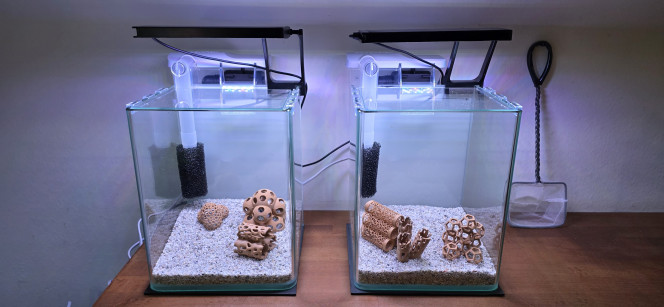 shrimp Park Voilà une petite présentation de ma doublette. Pour le moment, ce ne sont pas encore de beaux aquascapes, car ils vont me servir à trier mes crevettes. J’en ai tellement dans mon 30 litres qu’il va falloir faire une sélection pour garder les meilleures.
J’ai des Neocaridina Hulk, Dark Green et Green Jade, toutes mélangées. Il va donc falloir les trier.
J’ai eu la bonne idée — enfin, pas moi, ma compagne ? — d’acheter deux aquariums de 10 litres. Je lui ai dit : « OK… et le reste ? » ?
J’ai donc envoyé quelques e-mails et j’ai reçu une panoplie chinoise de LED qui ne sont pas dégueulasses, de la marque Hygger. Mon pote commercial m’a dit : « Essaie ça, c’est du chinois mais c’est de la balle. » Je lui ai répondu : « OK ! »
Je suis ensuite allé chercher deux filtres Superfish Hang On Filter 50. Je ne voulais pas d’un filtre minuscule à l’intérieur du bac, alors je me suis dit : un filtre cascade, pourquoi pas ?
En gros, ces deux petits aquariums sont faits de choses que je n’aime pas habituellement. Pourtant, je trouve ça pas mal. Les accessoires pour crevettes à l’intérieur ont été imprimés par mes soins — ça aussi, je déteste — mais c’est provisoire, donc je me suis dit : pourquoi pas ?
Malgré toutes ces choses que je n’aime pas d’habitude, eh bien en fait… je trouve ça plutôt sympa.
Et une fois que j’aurai fini de trier mes crevettes, je vais en faire deux très beaux aquascapes, sans aucun poisson ??