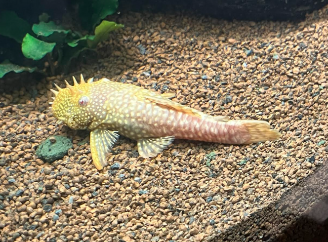 Bob Voilà mon petit chouchou !