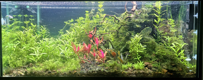 Photographie du post de Sirius 