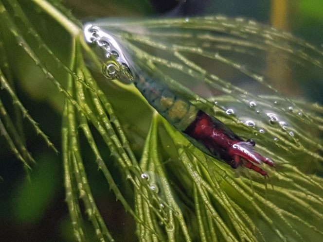 Photographie du post de NEGUS69 