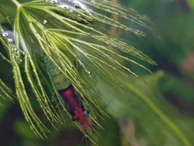 Photographie du post de NEGUS69 