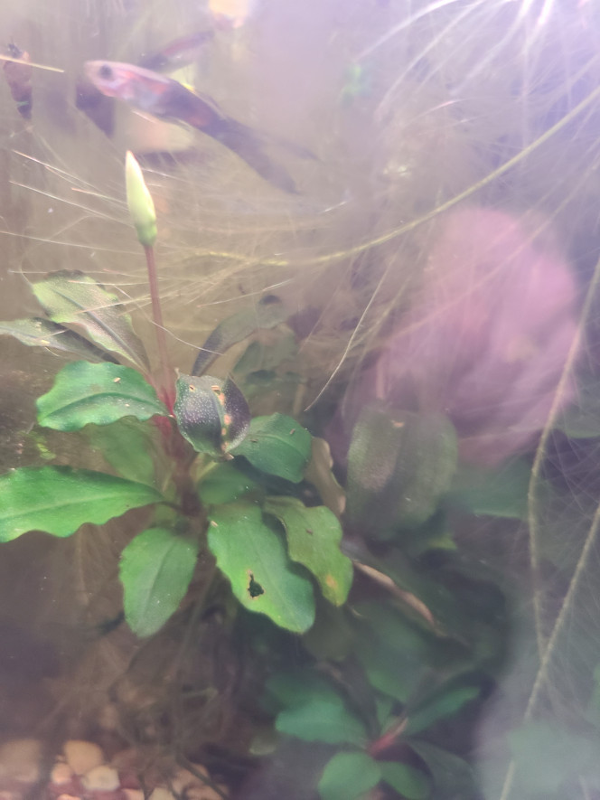 Photographie du post de laurent-galichet 