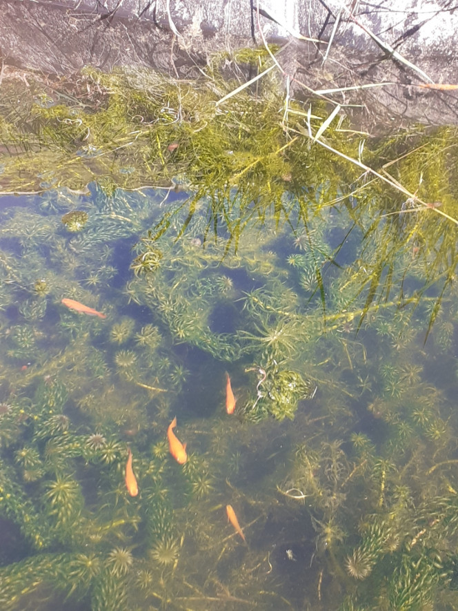 Photographie du post de Allan78 