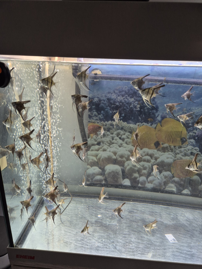 Photographie du post de Mic68000 