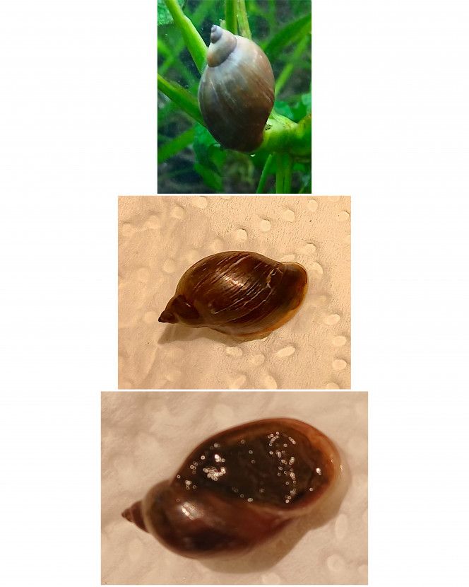 Photographie du post de Jego 